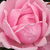 Rózsaszín - Teahibrid rózsa - Madame Caroline Testout